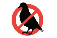 Pigeon Control Service Perth image 3